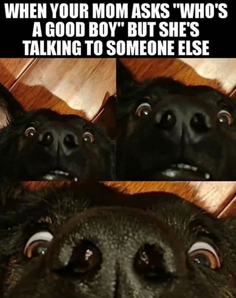 15 Funny Labrador Memes To Make Your Day 9 15 Funny Labrador Memes To Make Your Day 9