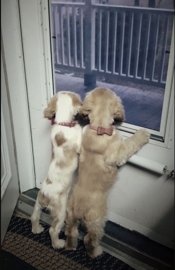 15 Pictures That Prove Cocker Spaniels Are Perfect Weirdos 10