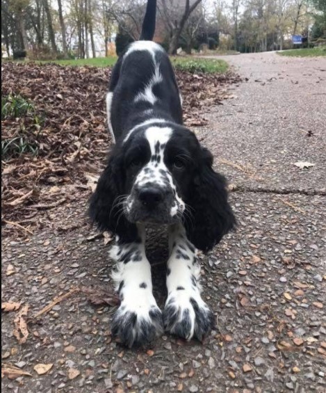 15 Pictures That Prove Springer Spaniels Are Perfect Weirdos 9