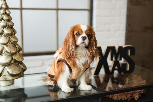 15 Pictures That Prove Cavalier King Charles Spaniels Are Perfect Weirdos 9