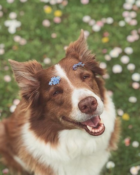 15 Pictures That Prove Border Collies Are Perfect Weirdos 9 15 Pictures That Prove Border Collies Are Perfect Weirdos 9