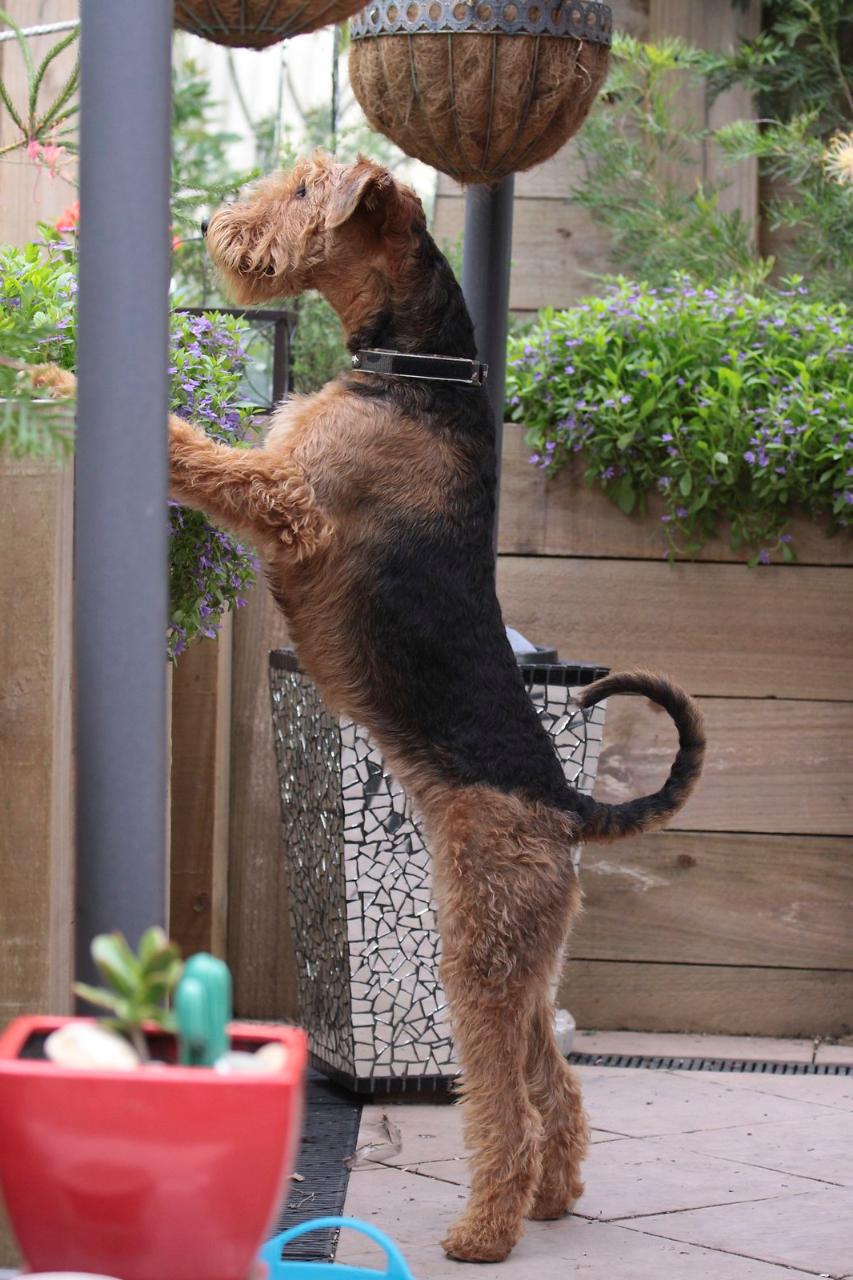 Airedale Terrier 26