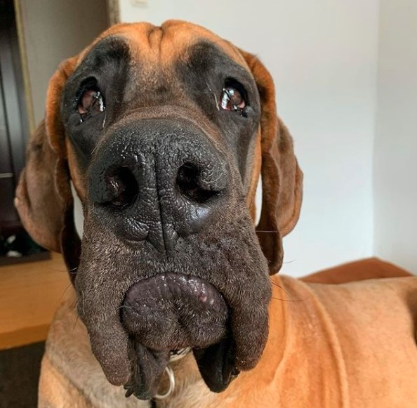 15 Pictures That Prove Great Danes Are Perfect Weirdos 9