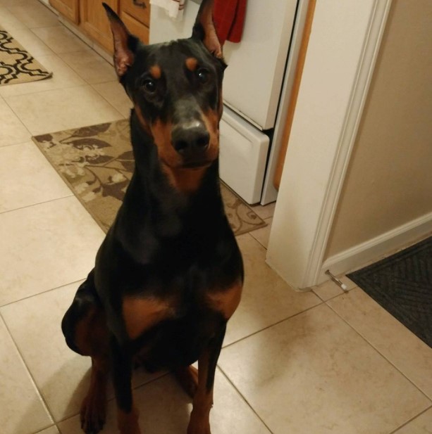 15 Pictures That Prove Doberman Pinschers Are Perfect Weirdos 9