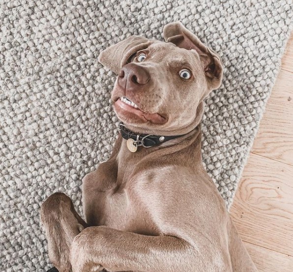 16 Pictures That Prove Weimaraners Are Perfect Weirdos 9