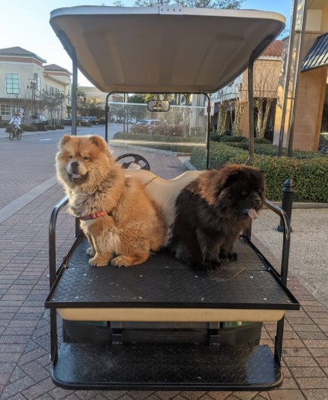 15 Pictures That Prove Chow Chows Are Perfect Weirdos 9