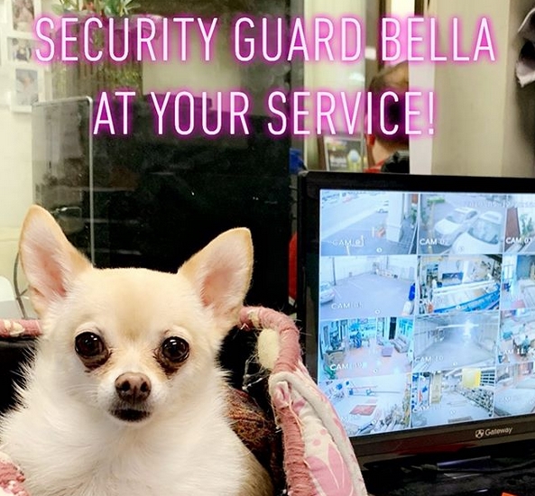 15 Funny Chihuahua Memes To Make Your Day 9