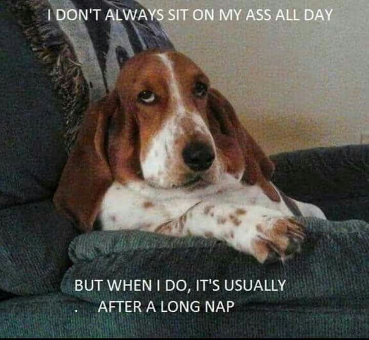 15 Funny Basset Hound Memes To Make Your Day 9