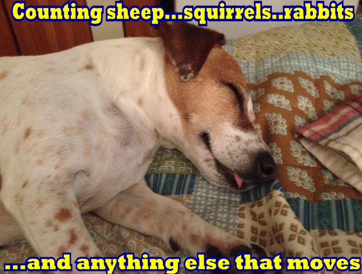 15 Funny Jack Russell Memes To Make Your Day 9