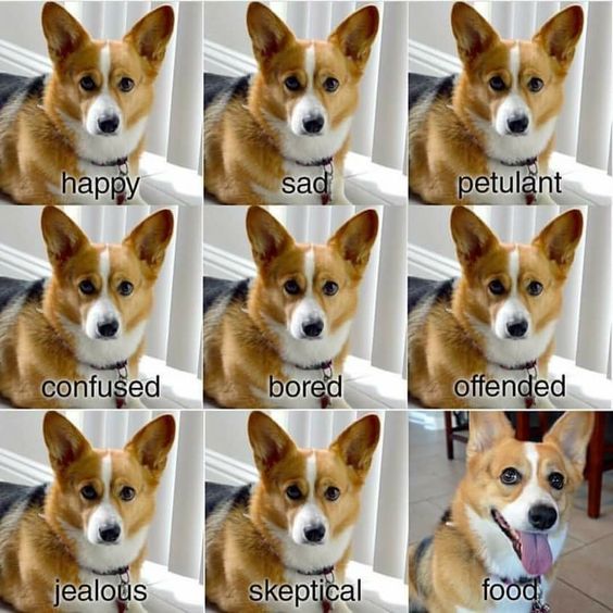 15 Funny Corgi Memes To Make Your Day 11