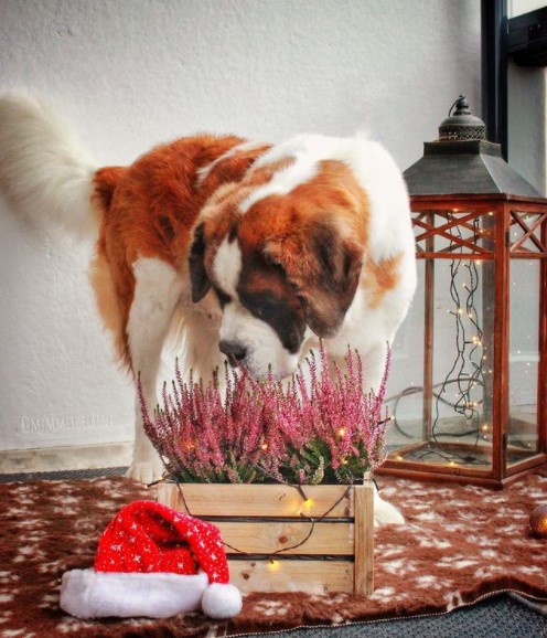 15 Pictures That Prove St Bernards Are Perfect Weirdos 9
