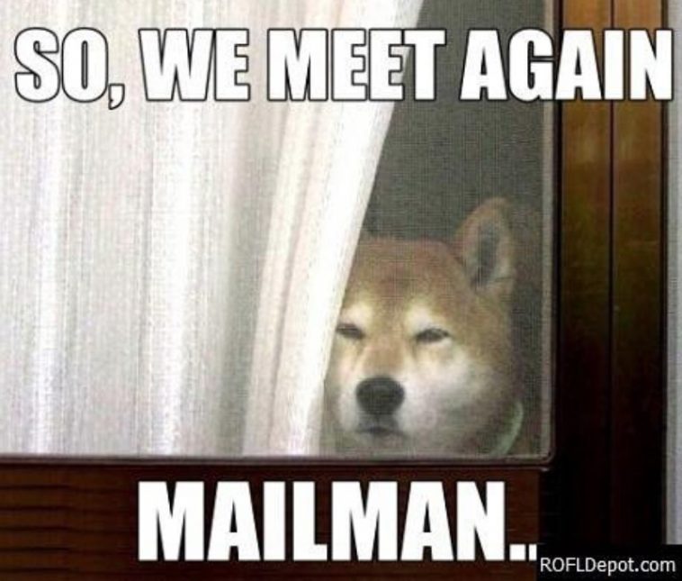 15 Funny Akita Inu Memes To Make Your Day 9