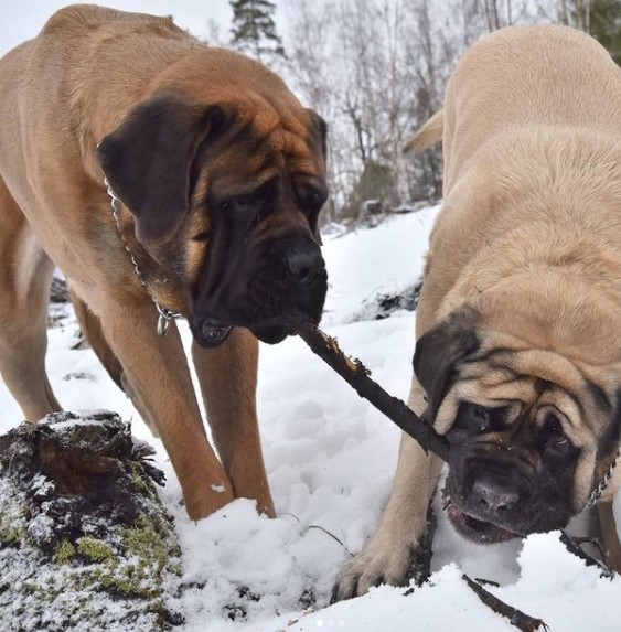 15 Pictures That Prove English Mastiffs Are Perfect Weirdos 9