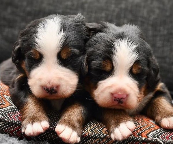 15 Pictures That Prove Bernese Mountain Dogs Are Perfect Weirdos 9