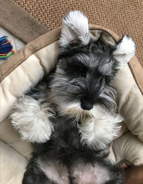 15 Pictures That Prove Schnauzers Are Perfect Weirdos 9