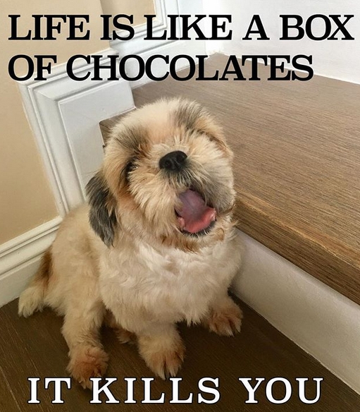 15 Funny Shih Tzu Memes To Make Your Day 9