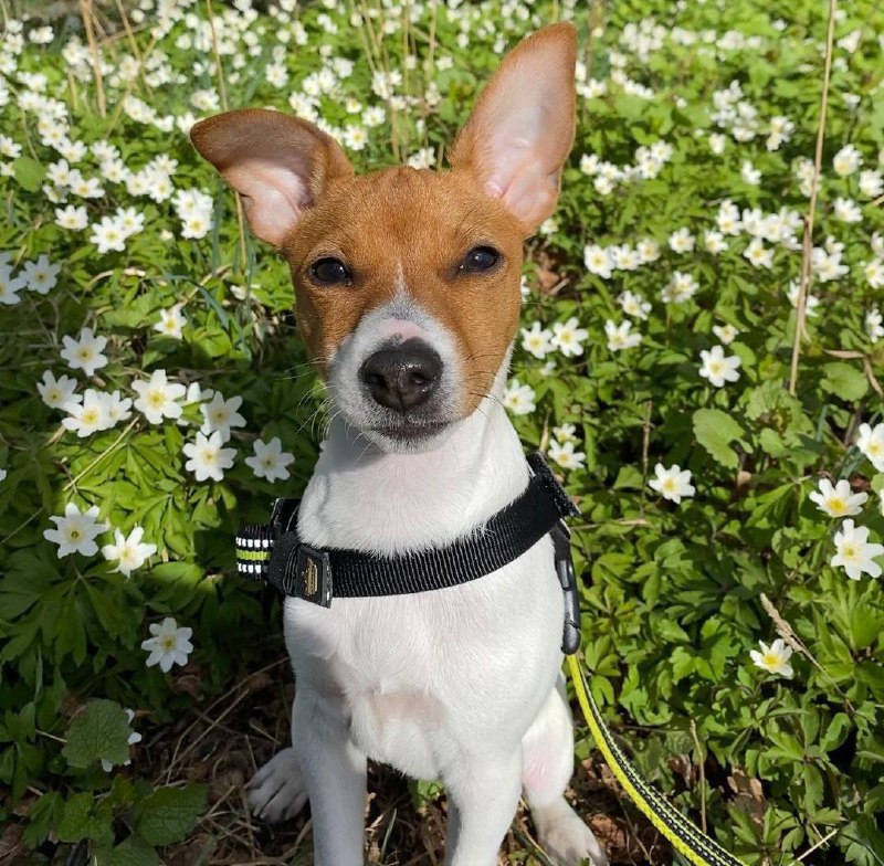 American Toy Fox Terrier 31