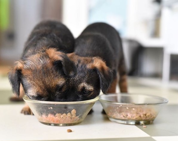 15 Pictures That Prove Border Terriers Are Perfect Weirdos 9