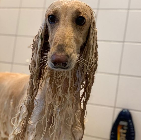 15 Pictures That Prove Afghan Hounds Are Perfect Weirdos 11