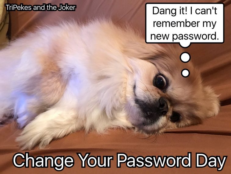 15 Funny Pekingese Memes To Make Your Day 9