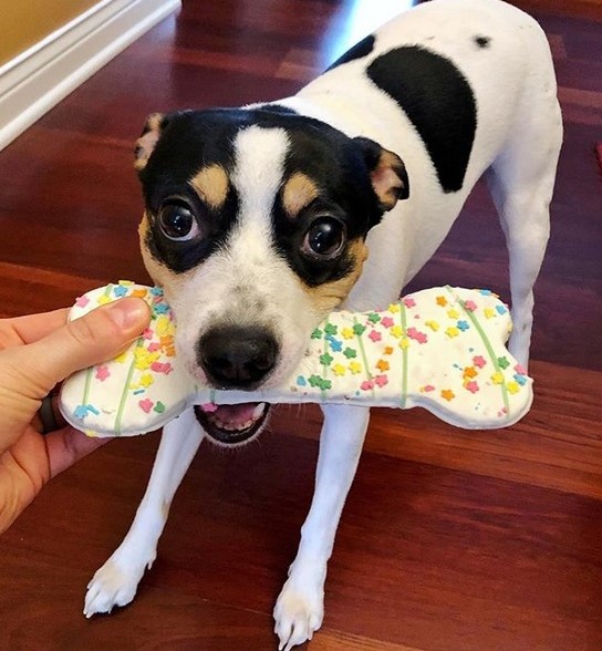 15 Pictures That Prove Rat Terriers Are Perfect Weirdos 9