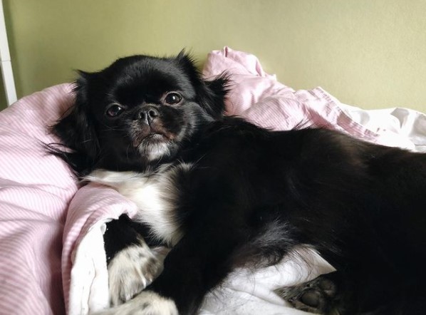 16 Pictures That Prove Tibetan Spaniels Are Perfect Weirdos 9 16 Pictures That Prove Tibetan Spaniels Are Perfect Weirdos 9