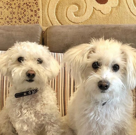 15 Pictures That Prove Bolognese Dogs Are Perfect Weirdos 9