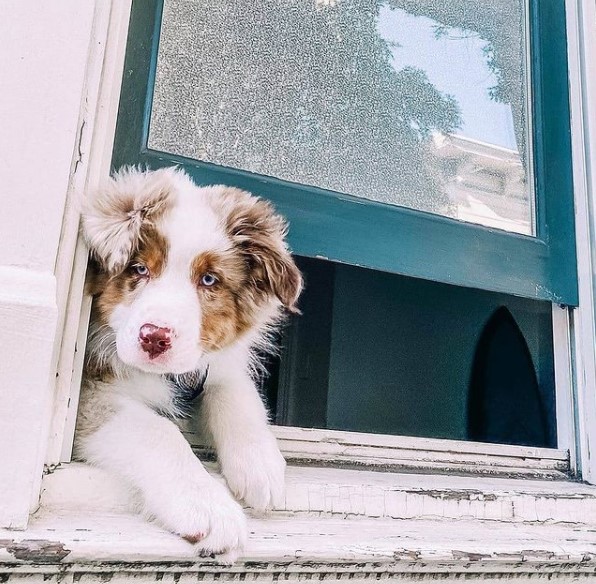15 Pictures That Prove Australian Shepherds Are Perfect Weirdos 9