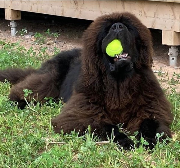 15 Pictures That Prove Newfoundlands Are Perfect Weirdos 9