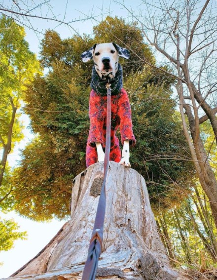 15 Pictures That Prove Dalmatians Are Perfect Weirdos 9