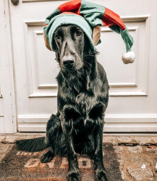 15 Pictures That Prove Flat-Coated Retrievers Are Perfect Weirdos 9