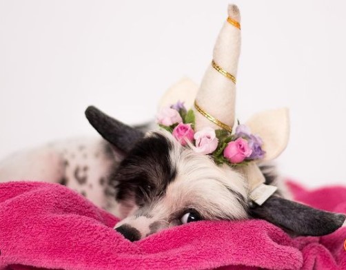 15 Pictures That Prove Chinese Crested Dogs Are Perfect Weirdos 9
