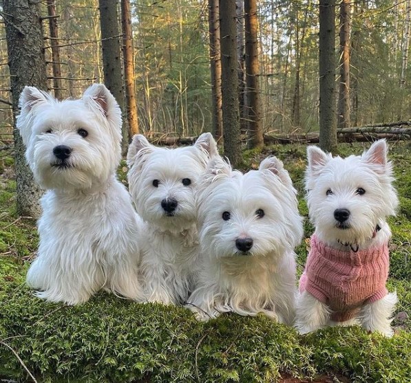 16 Pictures That Prove West Highland White Terriers Are Perfect Weirdos 9