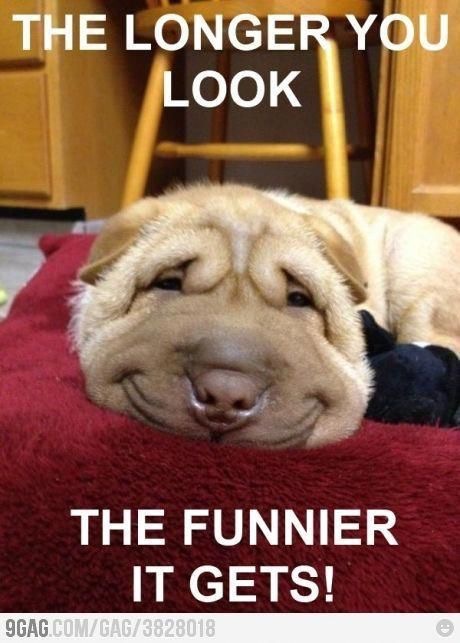 15 Funny Shar-Pei Memes To Make Your Day 9