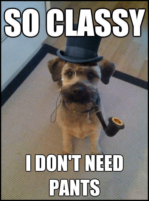 15 Funny Border Terrier Memes To Make Your Day 9