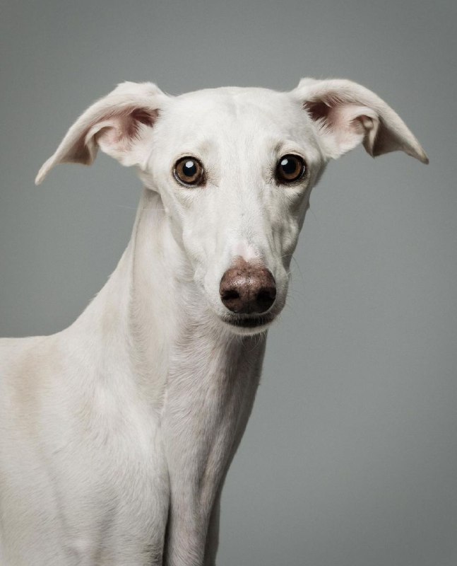 Greyhounds 38