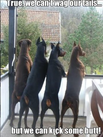 15 Funny Doberman Pinscher Memes To Make Your Day 10