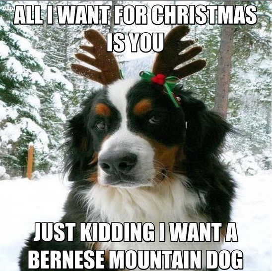 15 Funny Bernese Mountain Dog Memes To Make Your Day 10