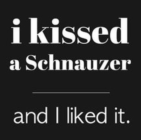 15 Funny Schnauzer Memes To Make Your Day 10