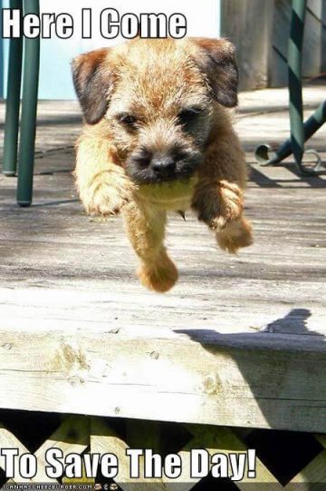 15 Funny Border Terrier Memes To Make Your Day 10