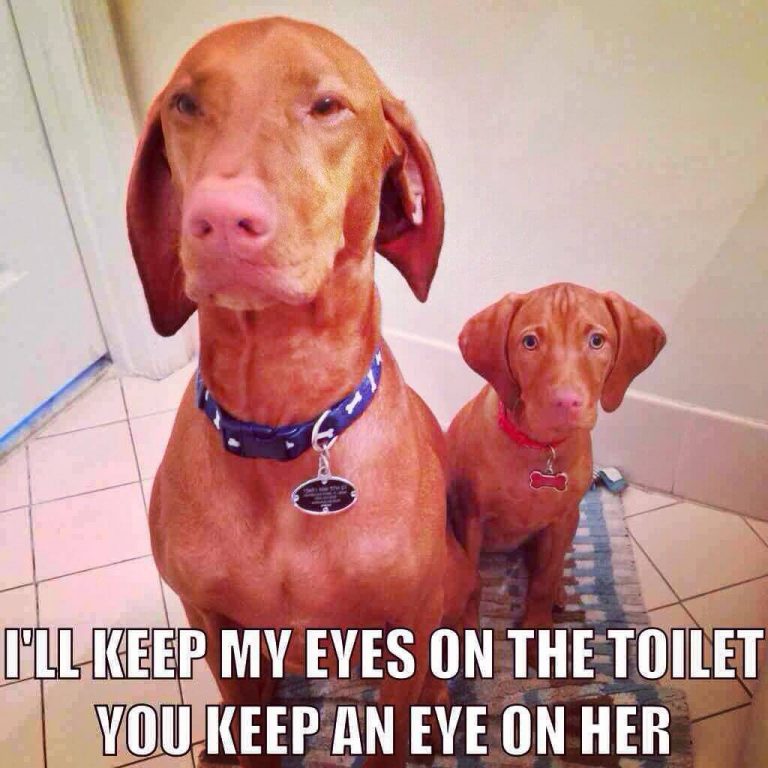 15 Funny Vizsla Memes To Make Your Day 10