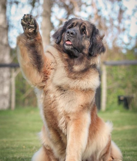 16 Pictures That Prove Leonbergers Are Perfect Weirdos 9