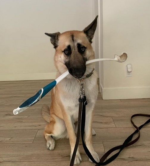 15 Pictures That Prove Belgian Malinoises Are Perfect Weirdos 10