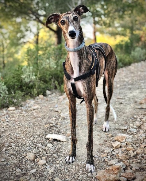 15 Pictures That Prove Greyhounds Are Perfect Weirdos 10