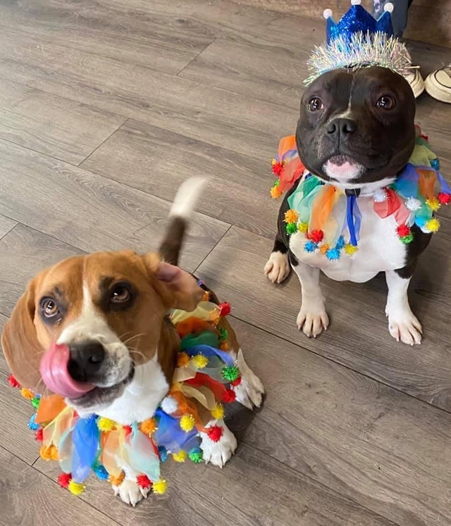 15 Things Only Beagle Owners Will Understand 10