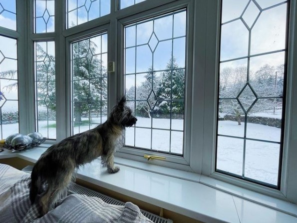 15 Pictures That Prove Cairn Terriers Are Perfect Weirdos 10