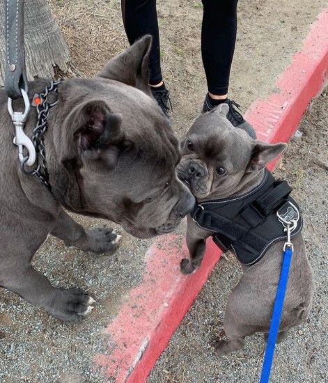 16 Pictures That Prove Cani Corsi Are Perfect Weirdos 9