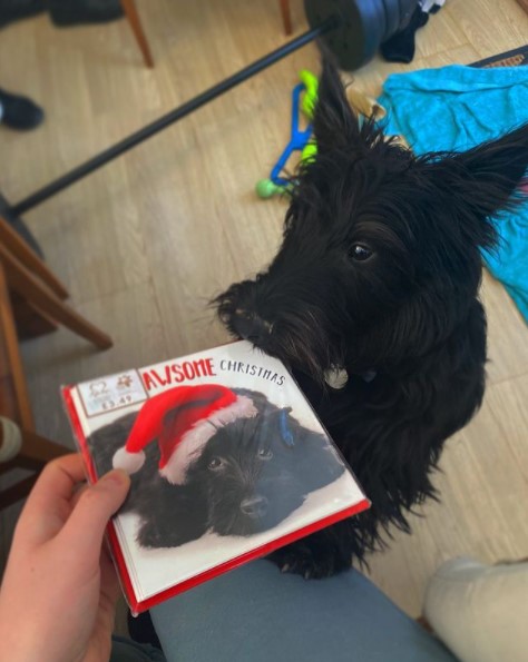 15 Pictures That Prove Scottish Terriers Are Perfect Weirdos 10