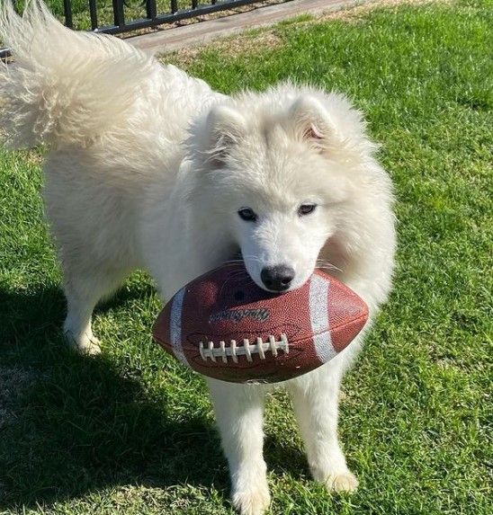 16 Pictures That Prove Samoyeds Are Perfect Weirdos 10