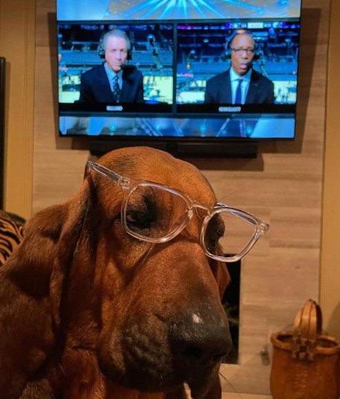 15 Pictures That Prove Bloodhounds Are Perfect Weirdos 10
